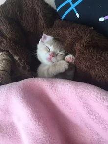 网红猫吃贝贝瓜视频,贝贝瓜成新宠！